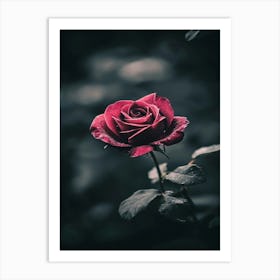 Dark Rose 73 Art Print