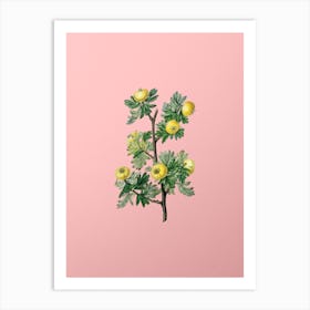 Vintage Tansy Leaved Hawthorn Flower Botanical on Soft Pink n.0064 Art Print