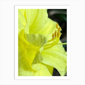 Yellow Lily Art Print