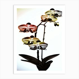 Orchids Art Print