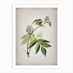 Vintage Red Elderberry Botanical on Parchment n.0670 Art Print