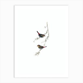 Vintage Red Eared Finch Bird Illustration on Pure White n.0129 Art Print