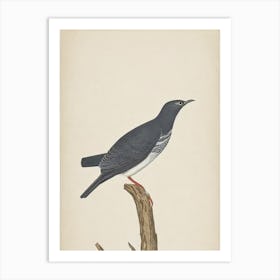 Cuckoo Illustration Bird Art Print