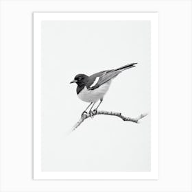 Magpie B&W Pencil Drawing 1 Bird Art Print