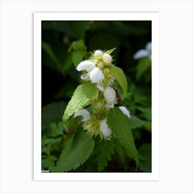 White Hibiscus Art Print