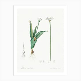 Ornamental Onion Illustration From Les Liliacées (1805), Pierre Joseph Redoute Art Print