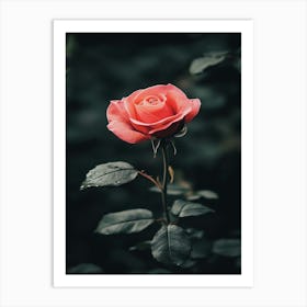 Pinky Rose Art Print