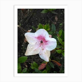 Floral Garden in Kodaikanal, India. Photograph 13 Art Print