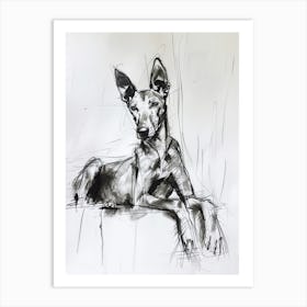 Pharaoh Hound Dog Charcoal Line 2 Art Print