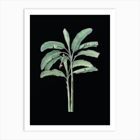 Vintage Banana Tree Botanical Illustration on Solid Black n.0016 Art Print