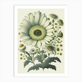 Daisy 1 Floral Botanical Vintage Poster Flower Art Print