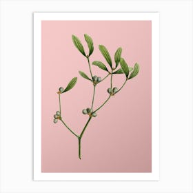 Vintage Viscum Album Branch Botanical on Soft Pink n.0912 Art Print