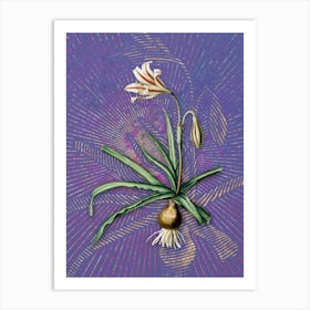 Vintage Amaryllis Broussonetii Botanical Illustration on Veri Peri n.0216 Art Print