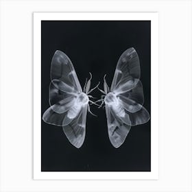 Two Moths 2 Art Print