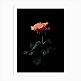 Single Rose On Black Background 48 Art Print