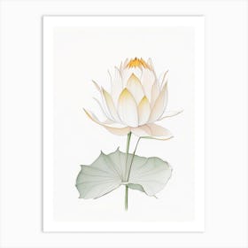 Amur Lotus Pencil Illustration 1 Art Print