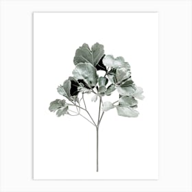 Fiddle Fig Leaf Art Print