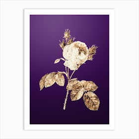 Gold Botanical Pink Cabbage Rose on Royal Purple n.3772 Art Print