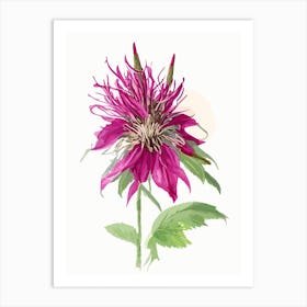 Bee Balm Wildflower Watercolour Art Print