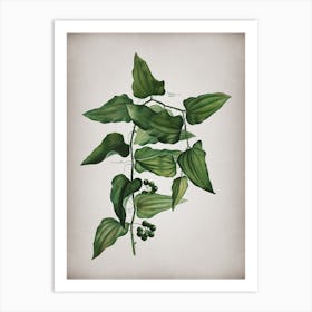 Vintage Common Smilax Botanical on Parchment Art Print