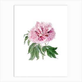 Vintage Red Curled Tree Peony Botanical Illustration on Pure White n.0789 Art Print