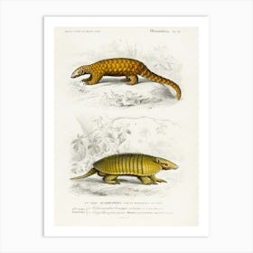 Yellow Armadillo (Euphractus Sexcinctus) And Indian Pangolin (Manis Crassicaudata), Charles Dessalines D' Orbigny Art Print