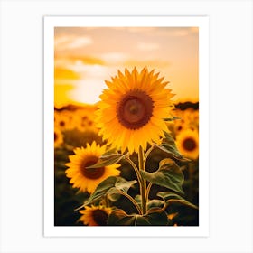 Field of Sunflowers At Sunset Art Print