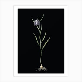 Vintage Chess Flower Botanical Illustration on Solid Black n.0077 Art Print