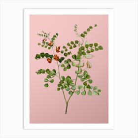 Vintage Blood Spotted Bladder Senna Botanical on Soft Pink n.0574 Art Print