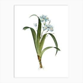 Vintage Iris Fimbriata Botanical Illustration on Pure White n.0712 Art Print