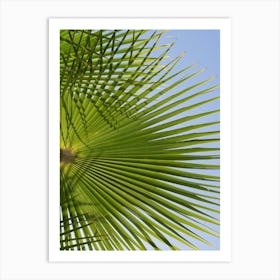 Green palm leaf and blue sky 1 Art Print