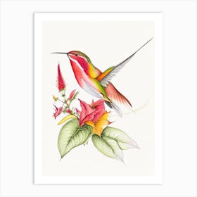 Fiery Throated Hummingbird Quentin Blake Illustration Art Print