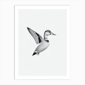 Mallard Duck B&W Pencil Drawing 2 Bird Art Print