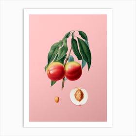 Vintage Peach Botanical on Soft Pink 1 Art Print