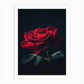 Red Rose 32 Art Print