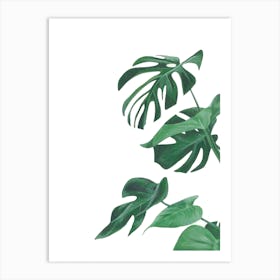 Monstera Plant Art Print