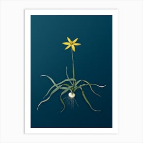 Vintage Hypoxis Stellata Botanical Art on Teal Blue n.0779 Art Print