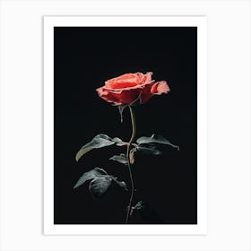 Single Rose 5 Art Print