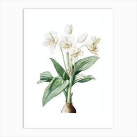 Vintage Crinum Giganteum Botanical Illustration on Pure White n.0037 Art Print