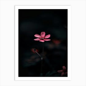 Pink Flower In The Dark 4 Art Print