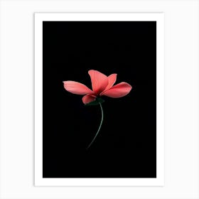 Single Pink Flower On Black Background 6 Art Print