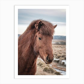 Icelandic Horse Art Print