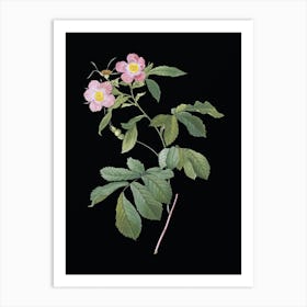 Vintage Pink Alpine Roses Botanical Illustration on Solid Black n.0694 Art Print