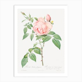 Rosa Indica, Pierre Joseph Redouté Art Print