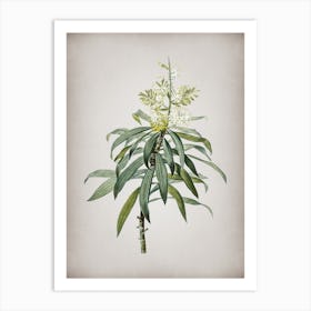 Vintage Pleomele Botanical on Parchment Art Print