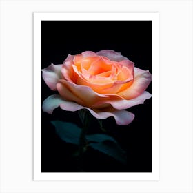 Peach Rose Isolated On Black Background 3 Art Print