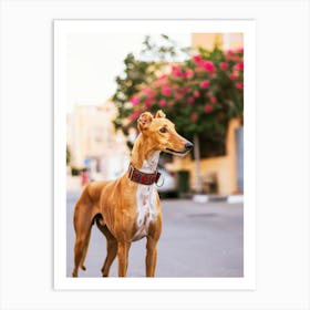 Crown of the Saluki King - Abu Dhabi UAE photo print - moody animal photography art Art Print