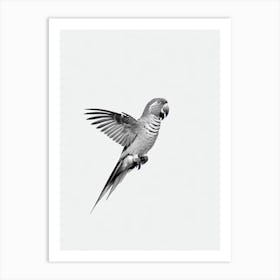 Parrot B&W Pencil Drawing 1 Bird Art Print
