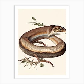Brown Snake 1 Vintage Art Print