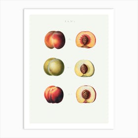 Peaches, Pierre Joseph Redoute (2) Art Print